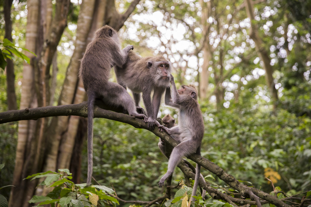 Affen auf einem Baum